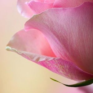 Meet your Posher, Manal